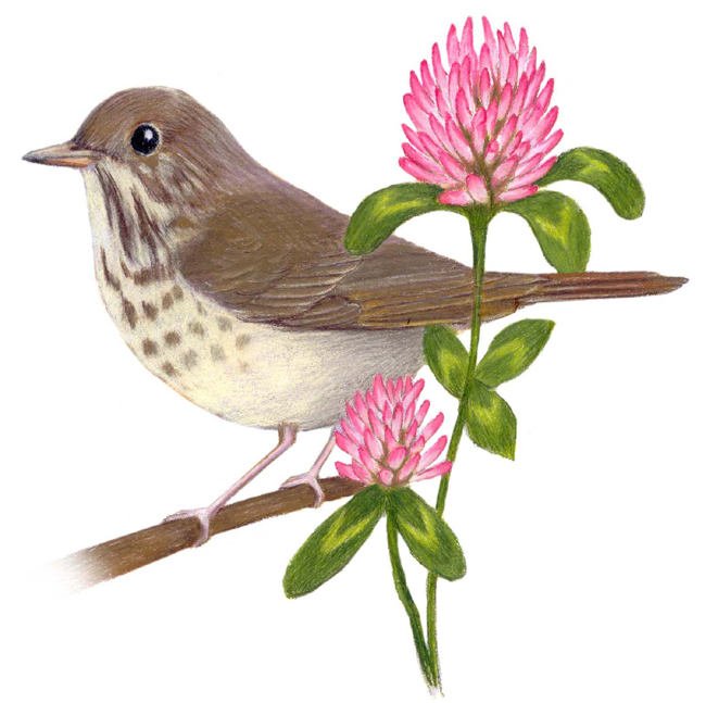 vermont-state-bird-and-flower-state-birds-bird-nature-drawing